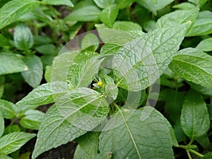 The fresh leaves (Eleutheranthera ruderalis) are at the back of the house