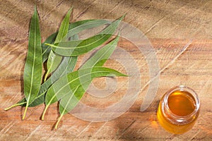 Fresh eucalyptus leaves on wooden background - Eucalyptus globulus