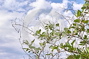 Fresh leaves of Fallopia baldschuanica plant