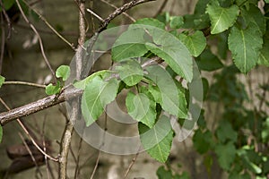 Fresh leaves of Fallopia baldschuanica plant