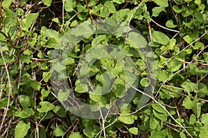 Fresh leaves of Fallopia baldschuanica plant