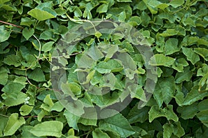 Fresh leaves of Fallopia baldschuanica plant