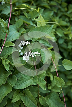 Fresh leaves of Fallopia baldschuanica plant