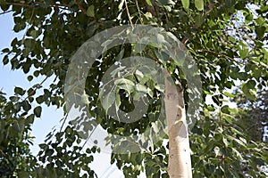 Ficus religiosa tree