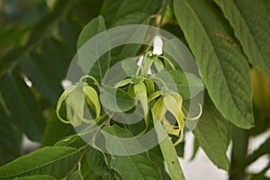 Fresh leaves and flowers of Cananga odorata tree