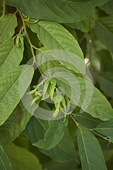 Fresh leaves and flowers of Cananga odorata tree