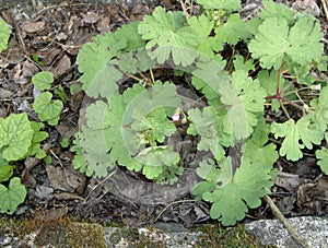 Geranium molle close up