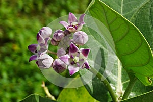Withania somnifera plant. photo