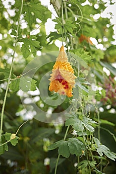 Fresh leaves and fruit of Momordica charantia