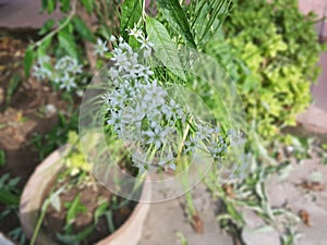 Fresh leaves in the garden