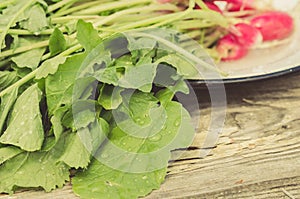 Fresh leaves of a garden radish/fresh leaves of a garden radish on an old wooden background