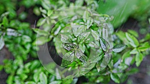 Fresh leaves of Genovese herb. Gardener watering basil plant growing in home garden. Can be used in quality medicine