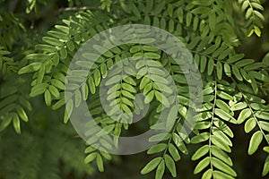 Fresh leaves of Gleditsia triacanthos tree