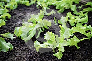 Fresh leaves of green baby lettuce growing in organic farm, vegetable salad. Healthy food