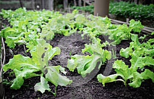 Fresh leaves of green baby lettuce growing in organic farm, vegetable salad. Healthy food