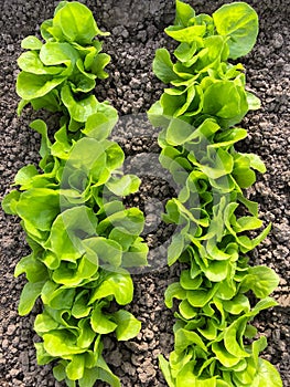 Fresh leaves of green lettuce salad growing in soil in garden. F