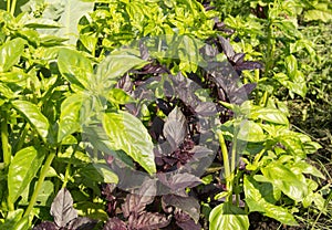 Fresh leaves of green and purple Basil growing in the garden