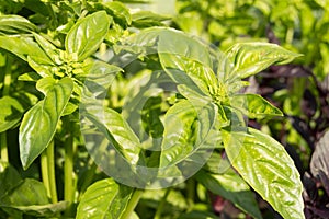 Fresh leaves of green and purple Basil growing in the garden