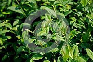 Fresh leaves of green tea