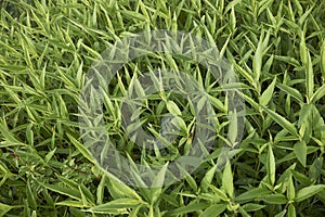 Fresh leaves of Helianthus tuberosus plants