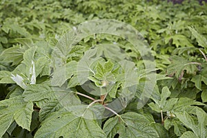 Hydrangea quercifolia close up photo