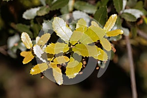 Fresh leaves of a kermes oak, Querqus coccifera