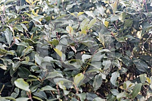 Fresh leaves of a Khat or qat bush, Catha edulis