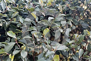 Fresh leaves of a Khat or qat bush, Catha edulis