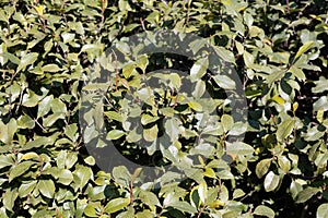 Fresh leaves of a Khat or qat bush, Catha edulis