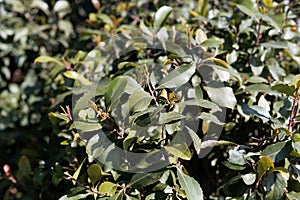 Fresh leaves of a Khat or qat bush, Catha edulis