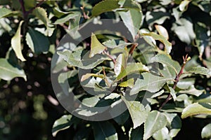 Fresh leaves of a Khat or qat bush, Catha edulis