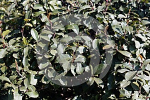 Fresh leaves of a Khat or qat bush, Catha edulis