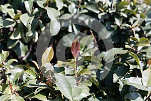 Fresh leaves of a Khat or qat bush, Catha edulis