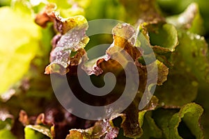 Fresh leaves lettuce for salad on a dark stone background. Selective focus.