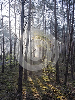 fresh leaves lit up in early morning sunshine between trunks of forest in spring