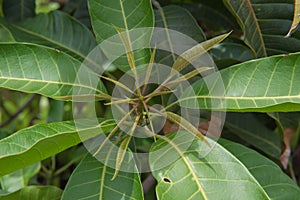 Fresh leaves of mango tree in the garden for background