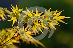 Fresh leaves of a maple tree in the golden sun light