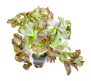 fresh leaves of Oak leaf lettuce in pot isolated