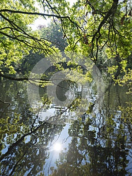 Fresh leaves of oak tree reflect in water of pond