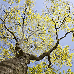Fresh leaves of old oak tree and blue sky