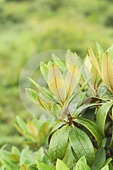 fresh leaves of rhododendron tree
