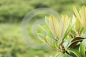 fresh leaves of rhododendron tree