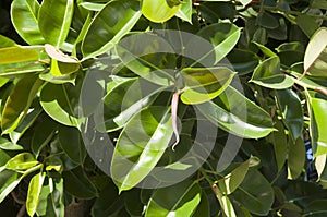 Fresh leaves of rubber tree ficus elastica on garden