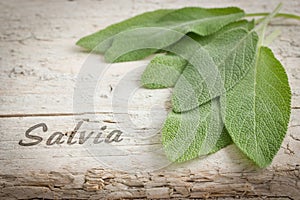 Fresh leaves of salvia