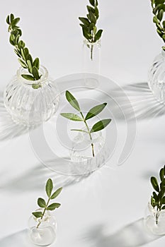 fresh leaves in small vases on a white background