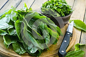 Fresh leaves of sorrel