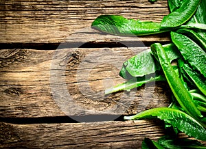 Fresh leaves of sorrel.