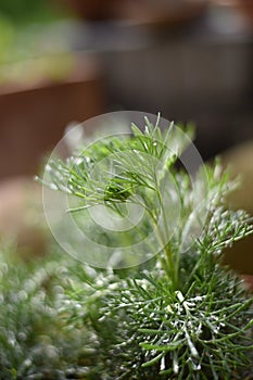 Fresh leaves of southernwood (Artemisia abrotanum) plant