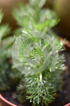 Fresh leaves of southernwood (Artemisia abrotanum) plant