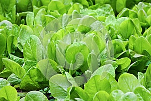 Fresh leaves of spinach